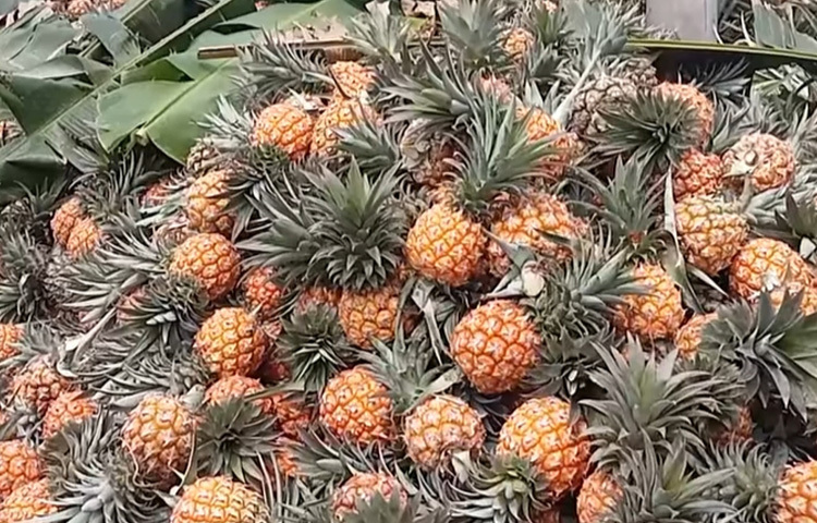 একই গ্রামের আরেক চাষি সাইদুল ইসলাম বলেন, ‘আমি পাইকারের কাছে ২ একর জমির আনারস বিক্রি করে দিয়েছি। পাইকারই তাদের কর্মচারীর মাধ্যমে আনারসে ইচ্ছামতো কেমিক্যাল প্রয়োগ করছেন। এতে আমার কোনো দোষ নেই।’