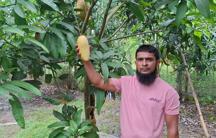প্রথমে বাধা এসেছিল পোকার আক্রমণ, অতিরিক্ত কীটনাশকের খরচ। কিন্তু কৃষি অফিসের পরামর্শে বদলে যায় গল্প। শুরু করেন ফ্রুট ব্যাগিং পদ্ধতিতে আম চাষ। আর এখান থেকেই শুরু সাফল্যের যাত্রা।