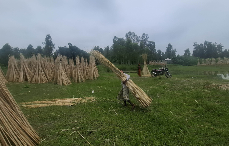 জেলা কৃষি সম্প্রসারণ অধিদপ্তরের উপ-পরিচালক আশেক পারভেজ বলেন, ‘টাঙ্গাইল জেলা পাট উৎপাদনে অন্যতম। বর্তমানে কৃষকেরা বাজারে পাটের দাম ভালো পাচ্ছেন। আমরা সরকারিভাবে পাট চাষিদের প্রণোদনা, বিনা মূল্যে বীজ বিতরণসহ বিভিন্ন সহযোগিতা করেছি। এ বছর পাটের উৎপাদন বাড়বে বলে আশা করছি।’