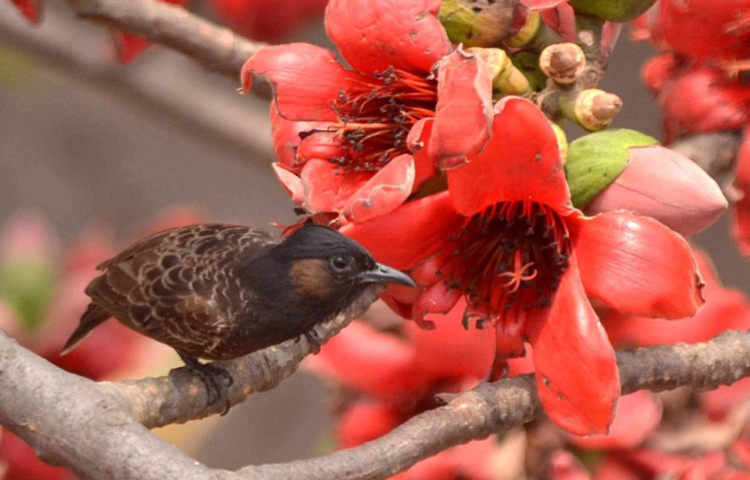 শিমুল গাছ থেকে মধু সংগ্রহ করছে একটি পাখি। কেরানীগঞ্জের রাজাবাড়ী থেকে ছবিটি তুলেছেন বিপ্লব দীক্ষিত।