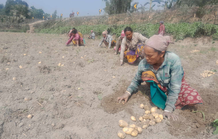 আমদানির খবরে দুই সপ্তাহের ব্যবধানে ঠাকুরগাঁওয়ে আলুর দাম কেজিতে ২৫-৩০ টাকা পর্যন্ত কমেছে। ছবি:  তানভীর হাসান তানু