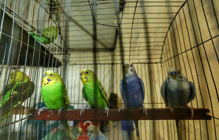 মেলায় এক ছাদের নিচে মিলেছে মানুষের প্রিয় নানান পোষা প্রাণী।