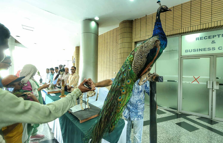 শৌখিন পাখিপ্রেমীদের জন্য রাখা হয়েছে রঙিন ও বিরল প্রজাতির পাখি।