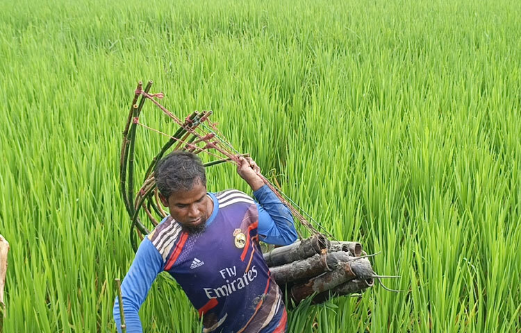 ইঁদুর নিধনে প্রতিদিন কোনো না কোনো কৃষকের কাছ থেকে তার ডাক পড়ে। গত সাত বছর ধরে তিনি ইঁদুর নিধনের কাজ করে আসছেন। এতে করে তার এলাকায় ধান ক্ষেতে দিন দিন ইঁদুরের উপদ্রব কমে আসছে। রক্ষা পাচ্ছে কৃষকের কষ্টের ফসল।