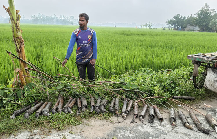 বেশ কয়েক বছর ধরে কৃষকরা আশ্রয় নিয়েছেন স্থানীয় প্রযুক্তি ‘বাঁশের চোঙা ফাঁদে’। এতে তারা দারুণ সুফল পাচ্ছেন। আর এই বাঁশের তৈরি চোঙা ফাঁদ দিয়ে ইঁদুর নিধনকে পেশা হিসেবে বেছে নিয়েছেন চিরিরবন্দর উপজেলার ৮নং সাইতারা ইউনিয়নের পূর্ব খোচনা গ্রামের ফজলুল হকের ছেলে আসাদুজ্জামান। মাসে আয় করছেন ৩৫ থেকে ৪০ হাজার টাকা।