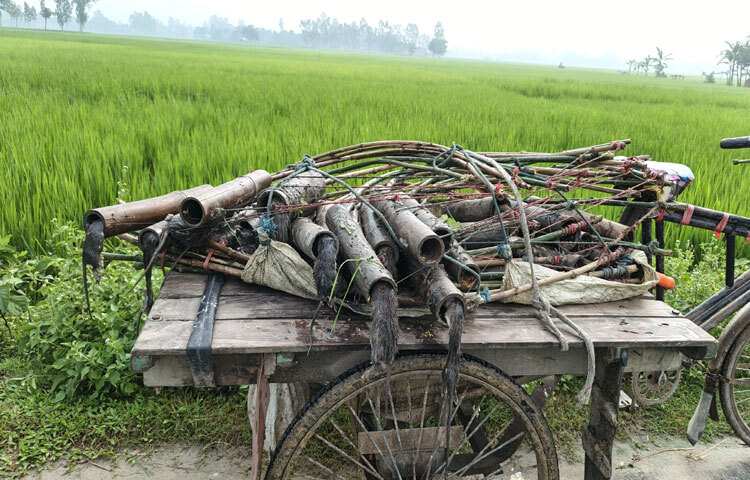 জনপ্রিয় ও কার্যকর হচ্ছে ইঁদুর নিধনে পরিবেশবান্ধব ও কার্যকর ‘বাঁশের তৈরি চোঙার ফাঁদ’।