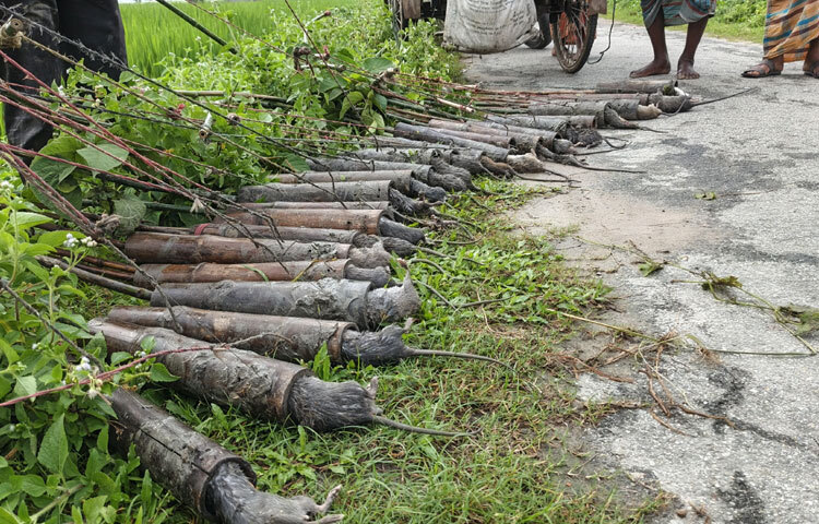 প্রতিদিন ৪০ থেকে ৫০টি ফাঁদ বসাই। চলতি আমন মৌসুমে প্রতিদিন ২৫ থেকে ৩০টা পর্যন্ত ইঁদুর ফাঁদে আটকা পড়ে। এখন পর্যন্ত সর্বোচ্চ ৩২টি ইঁদুর আটকা পড়ার রেকর্ড আছে। মঙ্গলবার ৪০টি ফাঁদ বসিয়েছিলাম। বুধবার সকালে ফাঁদগুলো তুলে দেখি ২৬টি ইঁদুর আটকা পড়েছে। এতে ১৩০০ টাকা পেয়েছি। গড়ে প্রতি মাসে ৩৫ থেকে ৪০ হাজার টাকা আয় করে থাকি। যা দিয়ে আমার তিন ছেলে-মেয়ের পড়া লেখাসহ ৬ জনের সংসার চলে যায়।