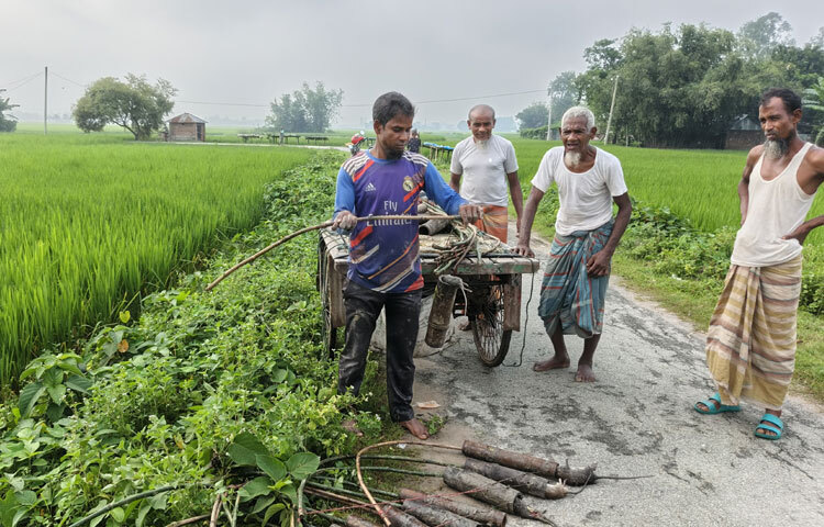 আমন ধানের ক্ষেতে ইঁদুরের উপদ্রব নতুন নয়। ইঁদুরের কাছ থেকে ধানের জমি বাঁচাতে কৃষকেরা যুগে যুগে নানা কৌশল ব্যবহার করে আসছেন। বিষটোপ, পলিথিনের নিশানা, কলাগাছে লোহার তৈরি ফাঁদ ইত্যাদি ব্যবহার হয়ে আসছে।
