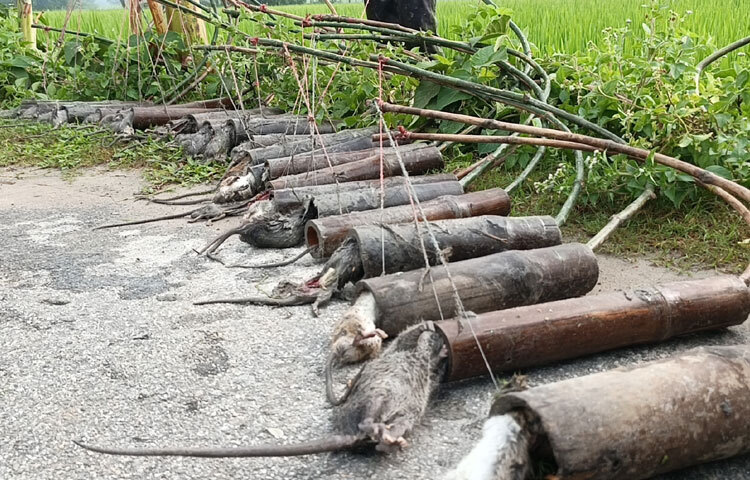 আসাদুজ্জামান বলেন, আমার বাবা ফজলুল হক নিজেদের ধানের জমিতে ইঁদুরের উপদ্রব থেকে বাঁচতে কোনো এক আদিবাসীর কাছ থেকে বাঁশের তৈরি চোঙা ফাঁদ তৈরি করা শেখেন। আমরা নিজেদের ধান ক্ষেতের ইঁদুর মারার জন্য এই ফাঁদ ব্যবহার করতাম। সেসময় দেখতাম গ্রামের মানুষ আমাদের বাড়িতে এসে বাবার কাছ থেকে বাঁশের তৈরি চোঙা ফাঁদ চেয়ে নিয়ে গিয়ে নিজেদের ধানক্ষেতে বসাতো। দিন দিন চাহিদা বাড়তে থাকে। তখন আমি বাবার কাছ থেকে এই চোঙা ফাঁদ বানাতে শিখি। প্রথমের দিকে ভাড়া দিতাম। কিন্তু তারা এর সঠিক ব্যবহার করতে পারতো না। পরে নিজেই ভাড়ায় ফাঁদ বসাতে শুরু করি। তখন ফাঁদে একটি ইঁদুর আটকা পড়লে ৩০ টাকা নিতাম। বর্তমানে ৫০ টাকা করে নিই।