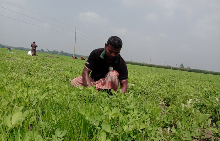 জানা গেছে, গত বছরের তুলনায় এবার বেশি জমিতে বাদাম চাষ হয়েছে। বেলে দো-আঁশ মাটিতে বাদামের চাষ ভালো হয়। অন্যান্য ফসলের তুলনায় বাদাম চাষে তেমন শ্রম দিতে হয় না। ছবি: ইব্রাহিম সুজন