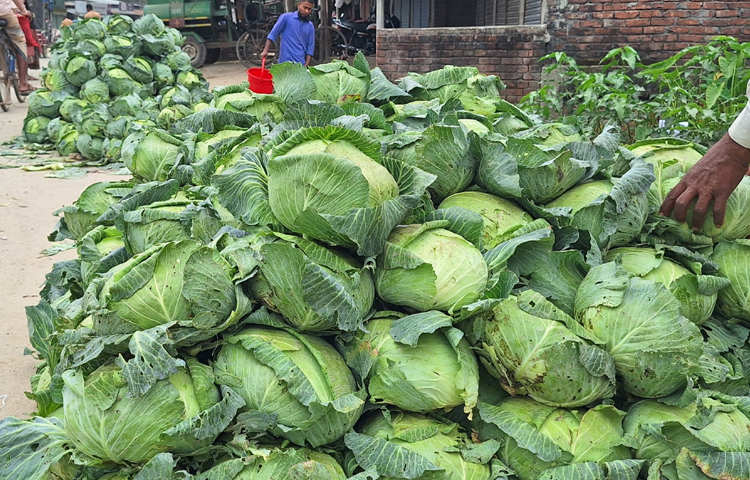 দিনাজপুরের বিরামপুরে মৌসুমের শেষ ভাগে পাঁচ টাকায় মিলছে বাঁধাকপি। এতে সাধারণ ক্রেতাদের মধ্যে স্বস্তি ফিরে এসেছে। ছবি: মাহাবুর রহমান