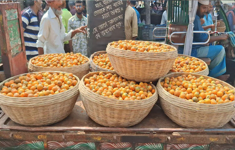 জেলাজুড়ে সুপারির ফলন বেশি হলেও দাম কমে যাওয়ায় বিপাকে পড়ছেন চাষিরা। প্রতি কুড়ি (২১০টি সুপারিকে এক কুড়ি বলা হয়) সুপারি বিক্রি হচ্ছে ৩০০ টাকা থেকে ৭০০ টাকা। গত মৌসুম এবং চলতি মৌসুমের প্রথমদিকের তুলনায় এই দাম ১৫০ থেকে ৩০০ টাকা কম।