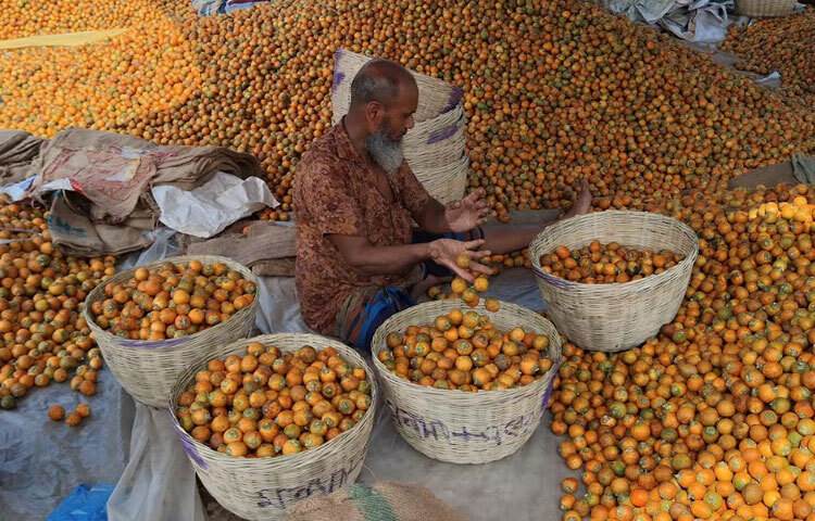 কৃষি অফিস সূত্রে জানা যায়, এ বছর বাগেরহাটে ১০ হাজার একর জমিতে সুপারি উৎপাদন হয়েছে। যাতে উৎপাদন লক্ষ্যমাত্রা ধরা হয়েছে প্রায় ২৭ হাজার মেট্রিক টন।
