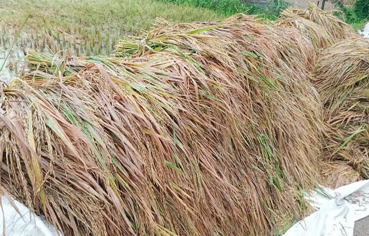 বগুড়ার আদমদীঘিতে পচে নষ্ট হচ্ছে কৃষকের কাটা ধান। কয়েক দিনের বৃষ্টির কারণে মাঠে কেটে রাখা পাকা ধান মাঠেই পচতে বসেছে। এতে চরম বিপাকে পড়েছেন কৃষকরা। ছবি: জাগো নিউজ