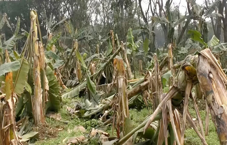 মাত্র ৩০ সেকেন্ডের আকস্মিক ঝড়ে ঝিনাইদহের শৈলকূপায় অন্তত ৫ হেক্টর জমির কলাক্ষেত লণ্ডভণ্ড হয়ে গেছে। ছবি: জাগো নিউজ