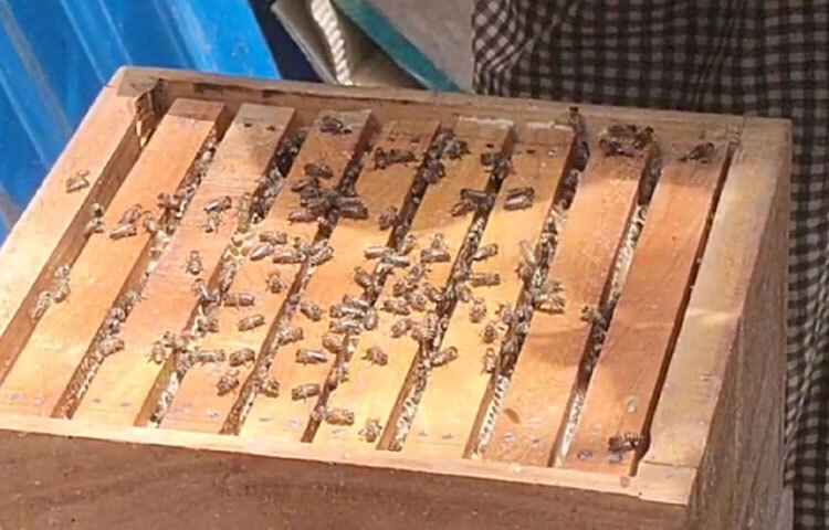 প্রতি কেজি ১ হাজার ৮০০ থেকে ২ হাজার টাকা দরে বাড়ি থেকেই কিনে নিয়ে যাচ্ছেন ক্রেতারা। ফলে বাণিজ্যিকভাবে চাষাবাদের মাধ্যমে ভাগ্য উন্নয়নের স্বপ্ন দেখছেন পাড়াটির বাসিন্দারা।