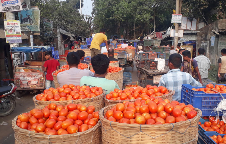 দিনাজপুর সদর উপজেলার শেখপুরা ইউনিয়নের গোপালপুর (গাবুড়া) বাজারে টমেটোর বিশাল হাট বসেছে। পুরোদমে চলছে এই টমেটোর হাট। প্রতিদিন এই হাট থেকে দেড়শ এর অধিক ট্রাক টমেটো নিয়ে দেশের বিভিন্ন স্থানে যায়। আগামী জুন মাস পর্যন্ত চলবে হাটটি। ছবি: এমদাদুল হক মিলন