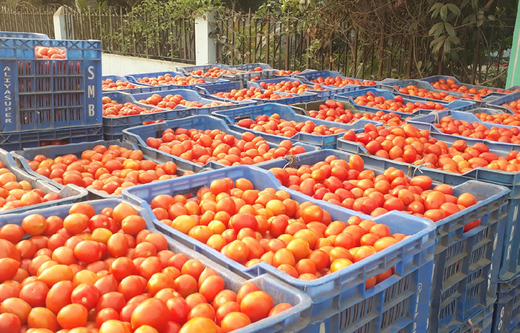 দিনাজপুর জেলা কৃষি সম্প্রসারণ অধিদপ্তর সূত্রে জানা যায়, এ বছর গ্রীষ্মকালীন টমেটোর আবাদ হয়েছে ৯৬০ হেক্টর জমিতে। গত বছর ছিল ৯৩৪ হেক্টর জমিতে। এছাড়াও কৃষকদের দীর্ঘদিনের দাবিতে টমেটো সংরক্ষণের জন্য জেলার বীরগঞ্জ ও চিরিরবন্দর উপজেলায় দুইটি মিনি হিমাগার স্থাপনের কাজ চলছে। ছবি: এমদাদুল হক মিলন
