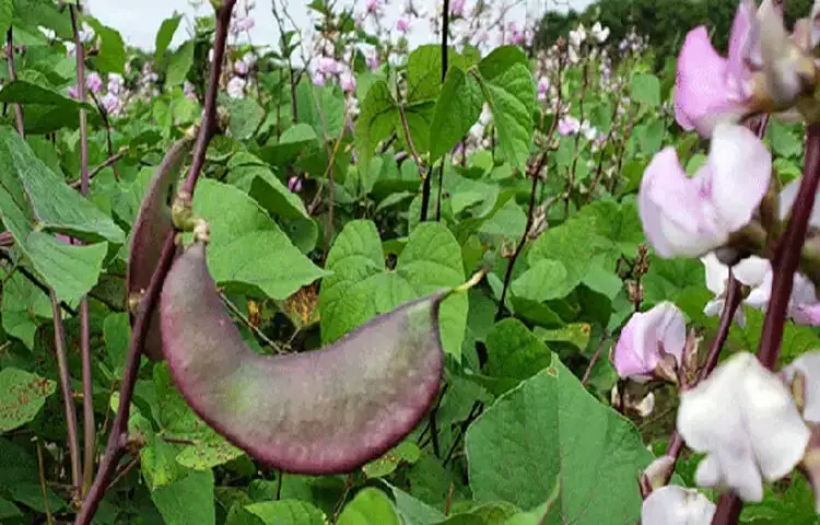 পুষ্টিগুণের দিক দিয়ে শিমে আছে ভিটামিন এ, সি এবং কেলসিয়াম। ভিটামিন এ চোখের স্বাস্থ্যের জন্য অপরিহার্য, আর ভিটামিন সি রোগপ্রতিরোধ ক্ষমতা বাড়ায়। কেলসিয়াম হাড় ও দাঁতের স্বাস্থ্য বজায় রাখতে সাহায্য করে। শিমে আরও আছে আয়রন, যা রক্তশূন্যতা প্রতিরোধে গুরুত্বপূর্ণ ভূমিকা রাখে।