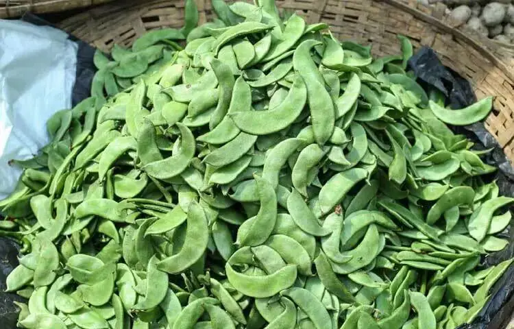 ফাইবারের কারণে এটি অন্ত্রে ভালো ব্যাকটেরিয়ার বৃদ্ধি বাড়ায় এবং কোষ্ঠকাঠিন্য কমাতে সাহায্য করে। শিমের প্রোটিন শরীরের কোষ ও পেশি গঠনে সহায়ক, বিশেষ করে যারা মাংস কম খান বা ভেজিটেরিয়ান খাদ্য গ্রহণ করেন তাদের জন্য এটি গুরুত্বপূর্ণ।