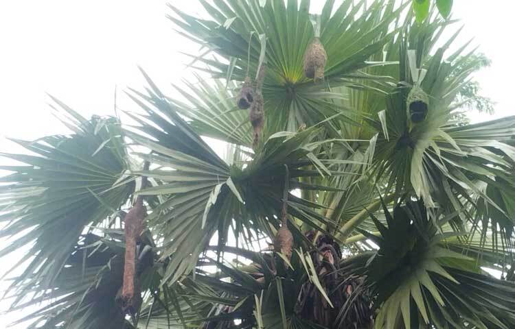 তালগাছে বাসা বেঁধেছে বাবুই পাখি। ছবি: এম মাঈন উদ্দিন