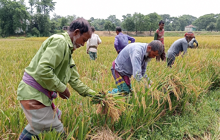 বন্যা আতঙ্কে দ্রুত ধান কাটছেন সুনামগঞ্জের হাওর এলাকার কৃষকরা। ছবি: লিপসন আহমেদ