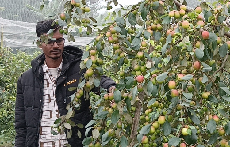 মেহেদী হাসান বলেন, আমি প্রবাসে ছিলাম। দেশে আসার আগেই বন্ধুর সঙ্গে বরই বাগান করার পরিকল্পনা করি। দেশে এসে বাগান করে সফলতা পেয়েছি। এমনকি আমাদের দেখাদেখি অনেকেই বরই বাগান শুরু করেছেন। আমাদের কাছে এলে পরামর্শ ও সহযোগিতা দিয়ে থাকি। ছবি: আয়শা সিদ্দিকা আকাশী