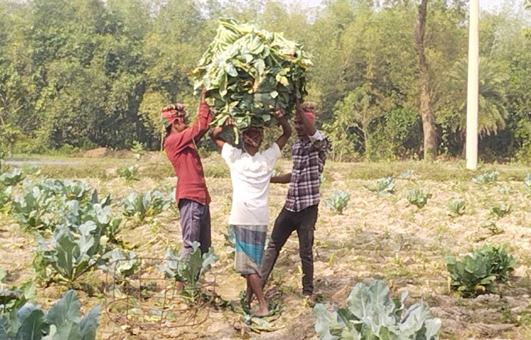 পড়াশোনার পাশাপাশি বাবার খামার দেখাশোনা করেন তরুণ চাষি মোহাম্মদ আরাফাত। তিনি বলেন, ‘৩ বিঘা কপি চাষ করেছি। দেড় বিঘা আগাম কপি বিক্রি করেছি ১ লাখ ২৫ হাজার টাকা বিঘা দরে। এখন সাধারণ কপির দাম ৮০-৯০ হাজার টাকা চলছে। খরচ বাদেও ৫০-৬০ হাজার টাকা লাভ হবে।’