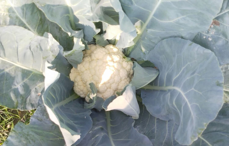 জেলা কৃষি সম্প্রসারণ অধিদপ্তর সূত্র জানায়, চলতি বছর চুয়াডাঙ্গা জেলায় ফুলকপি চাষের লক্ষ্যমাত্রা ধরা হয়েছে ২ হাজার ৯৭৫ হেক্টর জমিতে। ব্যবসায়ীরা বলছেন, আগাম বাজারে আসা এবং চাহিদা ভালো থাকায় কৃষকেরা এবার গতবারের তুলনায় বেশি দাম পাচ্ছেন।