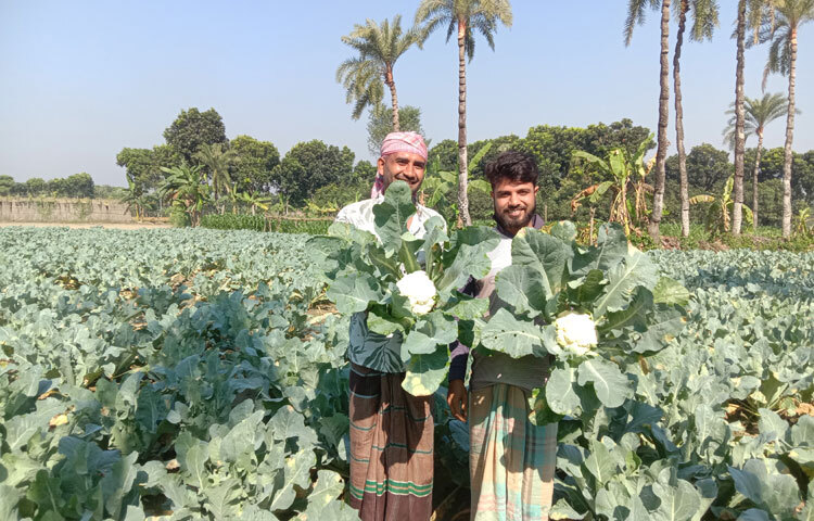 চুয়াডাঙ্গা সদর উপজেলার গাইদঘাট গ্রামের কৃষক মোহাম্মদ তরিকুল ইসলাম বলেন, ‘২ বিঘা কপি চাষে ৪০ হাজার টাকা খরচ হয়েছিল। বিক্রি করেছি ১ লাখ ২০ হাজার টাকা। গত বছর ক্ষতি হয়েছিল, এবার তা পুরোপুরি উঠে গেছে। দাম এমন ভালো থাকলে আগামীতে আরও জমিতে কপি চাষ করবো।’
