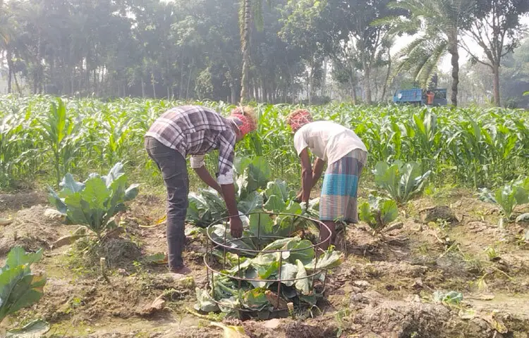 চুয়াডাঙ্গা সদরের বেলগাছি গ্রামের ব্যবসায়ী মনিরুজ্জামান বলেন, ‘গতবারের তুলনায় এ বছর চাহিদা মোটামুটি ভালো। বাজারে সরবরাহও বেশি। আমরা পাইকাররা আগের বছরের চেয়ে ভালোভাবে বিক্রি করতে পারছি। কৃষকেরাও তাদের ন্যায্য দাম পাচ্ছেন।’