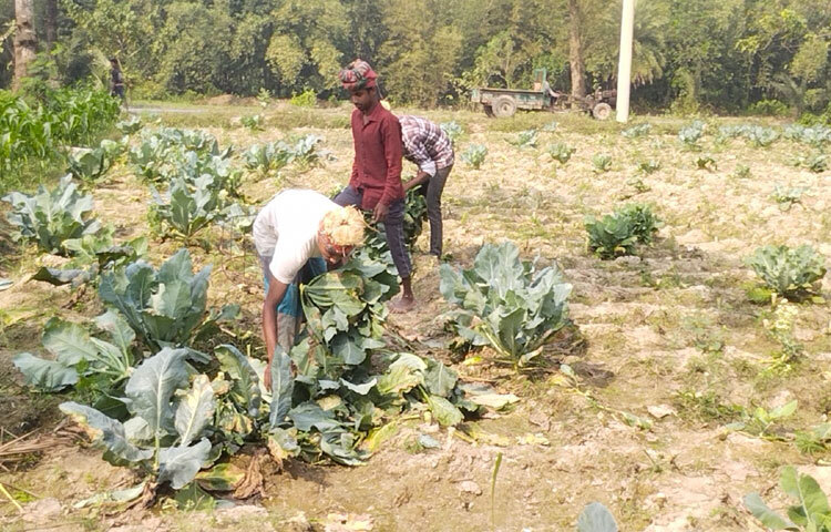 গাড়াবাড়িয়া বাগানপাড়ার কৃষক মোহাম্মদ হাসানুর রহমান বলেন, ‘৭ বিঘা কপি চাষ করেছি। প্রতি বিঘা দিয়েছি ১ লাখ ১০ হাজারে। খরচ বাদে প্রতি বিঘায় ৬০-৭০ হাজার টাকা লাভ এসেছে। গত বছর যেখানে ৬০-৭০ হাজারে বিক্রি করেছি। এ বছর এক লাফে দাম বেড়েছে অর্ধলক্ষ টাকা।’