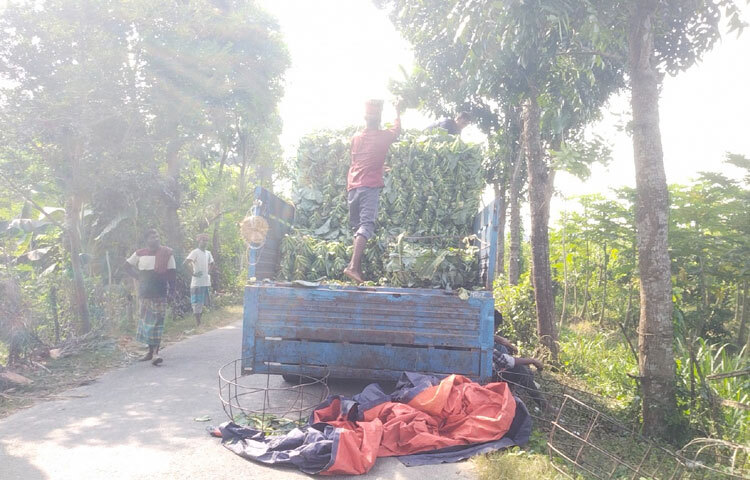 চুয়াডাঙ্গা জেলা কৃষি উপপরিচালক মাসুদুর রহমান সরকার বলেন, ‘চুয়াডাঙ্গা সবজি উৎপাদনের অন্যতম প্রধান জেলা। এবার শীতকালীন সবজির লক্ষ্যমাত্রা ছিল ৮ হাজার ৬৪০ হেক্টর। আবাদ হয়েছে ৭ হাজার ২২৮ হেক্টর। এর মধ্যে ফুলকপি ১ হাজার ৪৯৪ হেক্টর। ফলন যেমন ভালো; দামও তেমনই। কৃষকেরা লাভবান হচ্ছেন। আমরা নিয়মিত তাদের প্রযুক্তিগত সহায়তা দিচ্ছি।’