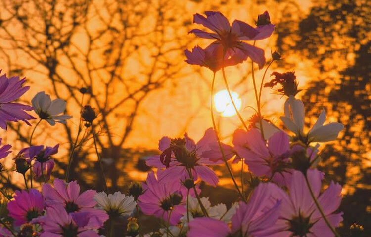 বাদ যায়নি প্রশাসনিক ভবন, অনুষদ, আবাসিক হল, লাইব্রেরিসহ ক্যাম্পাসের বিভিন্ন চত্বর। যেখানে শোভা পাচ্ছে নানা প্রজাতির ফুল। এদের মধ্যে গাঁদা, গোলাপ, কৃষ্ণচূড়া, মুসুন্দা, সোনালু, শিমুল, কসমস, রঙ্গন, জবা, ঝাউ, বাগান বিলাস অন্যতম। ছবি: আল ইসলাম অপু