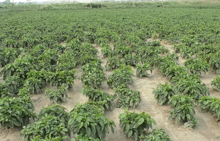 জানা যায়, ভোলার বিচ্ছিন্ন চরাঞ্চলে প্রতি বছরই বিভিন্ন ধরনের সবজির চাষ হয়। কিন্তু জলবায়ু পরিবর্তনের কারণে অসময়ে বৃষ্টি ও জোয়ারের পানি হানা দেয় ক্ষেতে। এতে বেশিভাগ সময়ই লোকসান গুনতে হয় কৃষকদের। তাই এবার বেশিরভাগ কৃষকই ক্যাপসিকাম চাষে ঝুঁকছেন। ছবি: জুয়েল সাহা বিকাশ