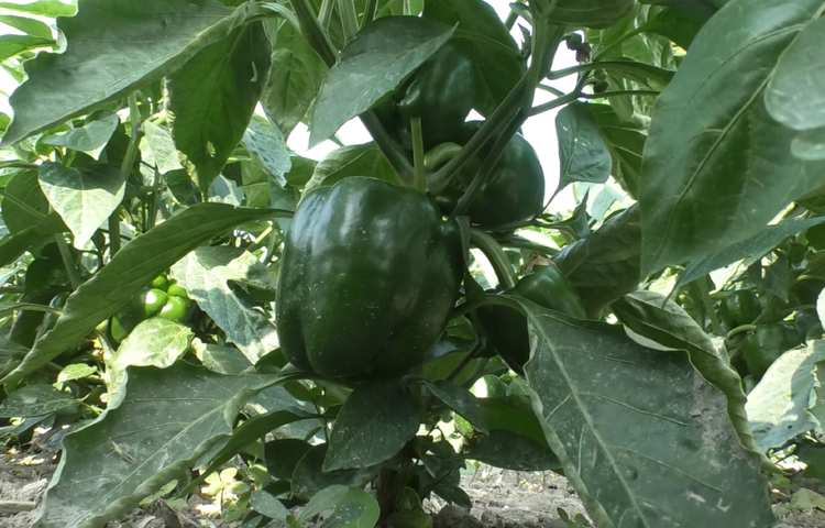 তাছাড়া ক্যাপসিকাম চাষের খরচও অন্যান্য ফসলের তুলনায় কম। এতে পোকা-মাকড়ের আক্রমণও কম হয়। ছবি: জুয়েল সাহা বিকাশ