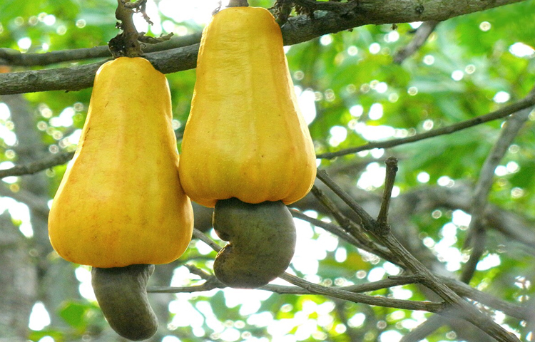 কাজু বাদামে ম্যাগনেসিয়াম ও জিঙ্কের মতো খনিজ পদার্থ আছে, যা সামগ্রিক স্বাস্থ্য ও রোগ প্রতিরোধ ক্ষমতার জন্য অপরিহার্য। এতে থাকা স্বাস্থ্যকর চর্বি শরীরের খারাপ বা এলডিএল কোলেস্টেরল কমাতে সাহায্য করে। ছবি: উইকিপিডিয়া