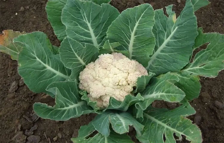 ওজন নিয়ন্ত্রণে সহায়ক: ফুলকপি ক্যালরি কম এবং ফাইবার বেশি থাকার কারণে এটি ওজন নিয়ন্ত্রণে সাহায্য করে। দীর্ঘ সময় পরিপূর্ণতার অনুভূতি দেয়, যা অতিরিক্ত খাবারের প্রবণতা কমায়।