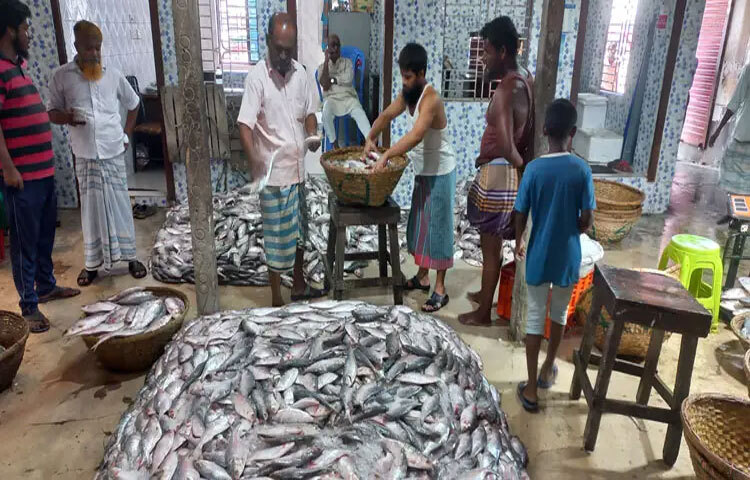 মা ইলিশ রক্ষায় সরকারি নিষেধাজ্ঞার সময় প্রশাসনের চোখ ফাঁকি দিয়ে শিকার করা বিপুল পরিমাণ ইলিশ উঠছে চাঁদপুরের বাজারে। এসব মাছের বেশিরভাগই নরম ও পচা। অভিযান শেষ হওয়ার পর গত তিনদিন ধরে চাঁদপুর বড় স্টেশন মাছ বাজারের এ দৃশ্য দেখা যাচ্ছে। ছবি: শরীফুল ইসলাম