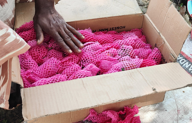 শিবগঞ্জ উপজেলা কৃষি কর্মকর্তা নয়ন মিয়া বলেন, ‘শুধু শিবগঞ্জ উপজেলায় বছরে প্রায় ৭০ কোটি টাকার স্ট্রবেরি উৎপাদন হয়। তাই বিদেশে রপ্তানির চেষ্টা করা হচ্ছে। বিদেশে রপ্তানি হলে চাঙা হবে জেলার অর্থনীতি। লাভবান হবেন কৃষকেরা।’