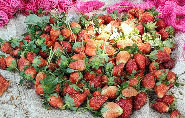 অনেক মানুষ স্ট্রবেরি চাষ করে স্বাবলম্বী হয়েছেন।