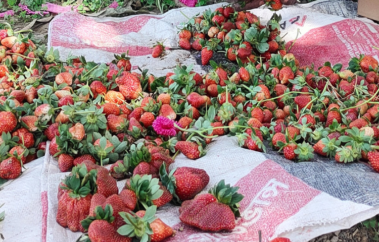 কৃষি বিভাগ বলছে, আমেরিকান ফেস্টিভ্যাল জাতের এ স্ট্রবেরি সবচেয়ে বেশি চাষ হয় চাঁপাইনবাবগঞ্জের শিবগঞ্জ উপজেলার কালুপুর, ভাঙ্গাব্রিজ, পারকালুপুর, পারদিলালপুর এলাকায়। তবে এসব এলাকায় স্থানীয় বাজার না থাকায় চাষিরাই বিক্রির জন্য পাঠিয়ে থাকেন ঢাকাসহ বিভিন্ন অঞ্চলে।
