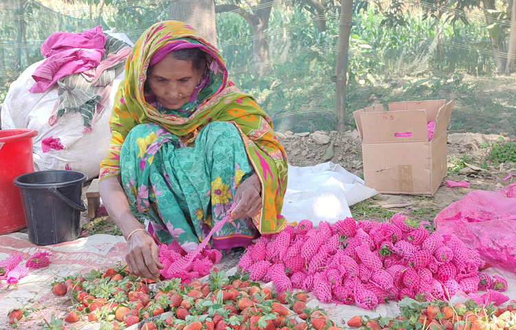 চাঁপাইনবাবগঞ্জ কৃষি অ্যাসোসিয়েশনের সাধারণ সম্পাদক মুনজের আলম মানিক বলেন, ‘স্ট্রবেরির বাম্পার ফলন হলেও নেই স্থানীয় বাজার ব্যবস্থা। এতে বিপণনে বাঁধাগ্রস্ত হচ্ছেন চাষিরা। আমের মতো স্থানীয় বাজার ব্যবস্থা থাকলে আমরা আরও লাভবান হতাম।