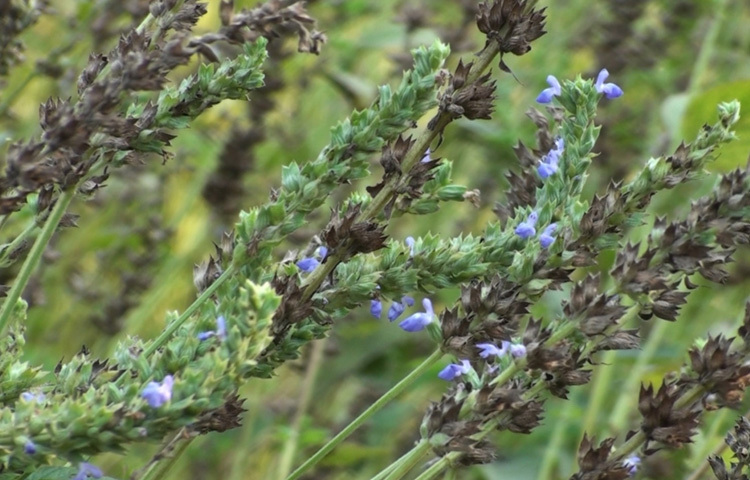শেরপুর সদরের কামারিয়া ইউনিয়নের সূর্যদী উত্তরপাড়ার মৃত মোজাফফর আলীর ছেলে শিমুল মিয়া। চাকরির ফাঁকে অবসর সময়ে ইউটিউবে নানা কৃষিকাজ দেখতেন। দেখতে দেখতে কৃষিতে আগ্রহ বাড়ে। ধীরে ধীরে নতুন নতুন ফসল চাষাবাদের প্রতি ঝুঁকে পড়েন। এরপর চাকরি ছেড়ে ৫০ শতাংশ জমি বর্গা নেন। পরে সেই জমিতে লাগানোর জন্য চিয়া সিডের বীজ সংগ্রহ করেন এবং জেলায় প্রথমবারের মতো বপন করেন।