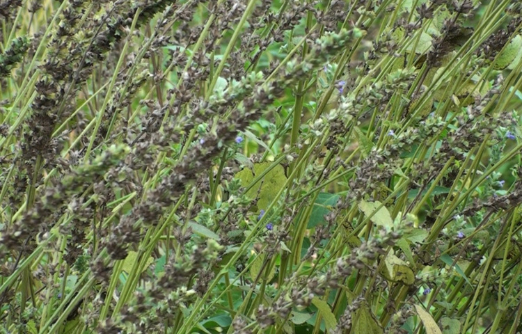 প্রতিদিন তার কাছ থেকে পরামর্শ নিয়ে অনেকেই চিয়া সিড চাষের আগ্রহের কথা জানান।