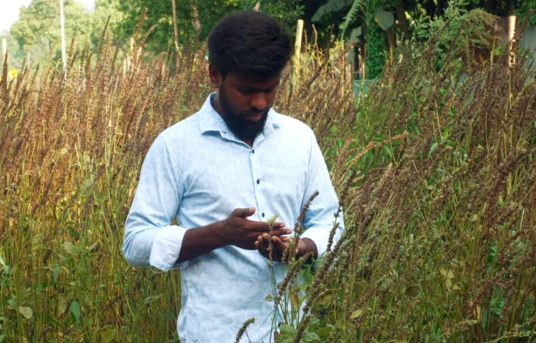 শিমুলের দেখাদেখি স্থানীয় কৃষকেরা এ ফসল চাষে আগ্রহী হচ্ছেন। সব ধরনের সহযোগিতা দিয়ে যাচ্ছে স্থানীয় কৃষি বিভাগ।