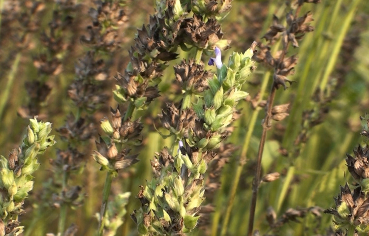 বোরো ও আমন ধানের মাঝামাঝি সময়ে যারা সরিষা বা আলু চাষ করেন; তারা ওই সময়ে চিয়া সিড চাষ করতে পারেন। চাষপদ্ধতি স্বাভাবিক ফসলের মতোই।