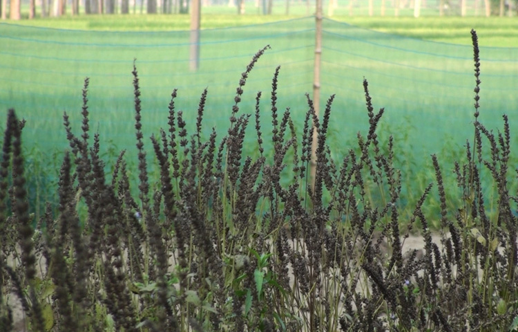 শিমুল জানান, গত বছরের ডিসেম্বরে প্রথমবারের মতো বিদেশি উচ্চমূল্যের ফসল চিয়া সিডের চাষ শুরু করেন তিনি। বর্গা নেওয়া জমিতে বীজ বপন, সার, সেচসহ সবমিলিয়ে খরচ হয় মাত্র ৫-৬ হাজার টাকা। লাগানোর তিন মাসের মধ্যে ফলন পরিপক্ব হয়। এরই মধ্যে ফলন সংগ্রহ করেছেন। যা প্রায় ২০০ কেজির মতো। ৫০০ থেকে ১ হাজার টাকা কেজি দরে ১ লাখ টাকা বিক্রির স্বপ্নও দেখছেন তিনি।