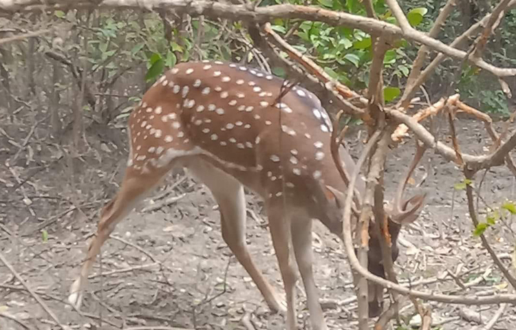 চট্টগ্রামের সীতাকুণ্ড উপজেলার সমুদ্র উপকূলে শিকারিদের ফাঁদে আটকা পড়া দুই চিত্রা হরিণ উদ্ধার করেছে উপকূলীয় বনবিভাগ। ছবি: এম মাঈন উদ্দিন