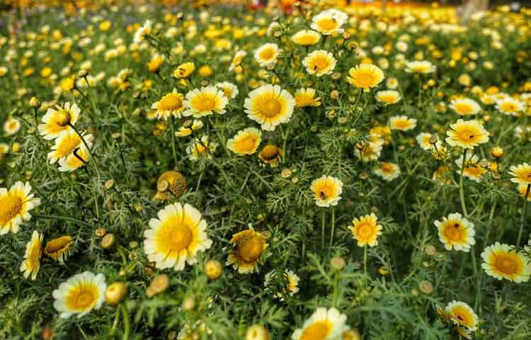 শুধু বিনোদন নয়, ফুল উৎসব যেন শহরের ব্যস্ত জীবনে একটু নিঃশ্বাস ফেলার সুযোগ করে দিয়েছে।